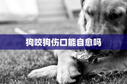 狗咬狗傷口能自愈嗎