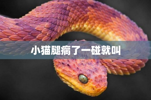 小貓腿瘸了一碰就叫