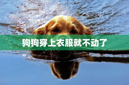 狗狗穿上衣服就不動了