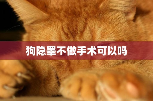 狗隱睪不做手術可以嗎