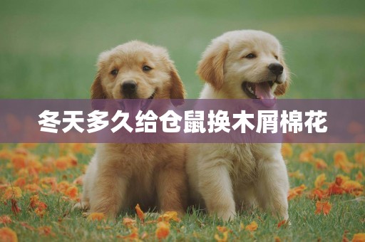 冬天多久給倉鼠換木屑棉花
