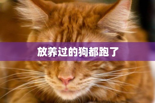 放養過的狗都跑了