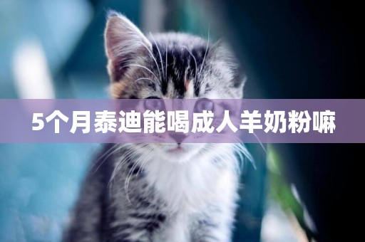 5個月泰迪能喝成人羊奶粉嘛