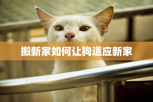 搬新家如何讓狗適應新家