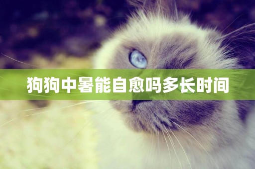 狗狗中暑能自愈嗎多長時間