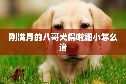 剛滿月的八哥犬得啦細小怎么治
