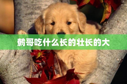 鷯哥吃什么長的壯長的大