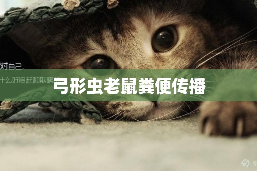 弓形蟲老鼠糞便傳播