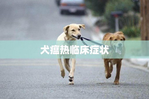 犬瘟熱臨床癥狀