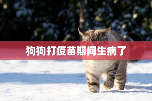 狗狗打疫苗期間生病了