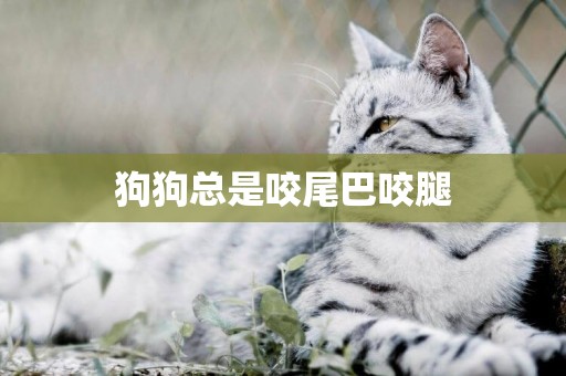狗狗總是咬尾巴咬腿