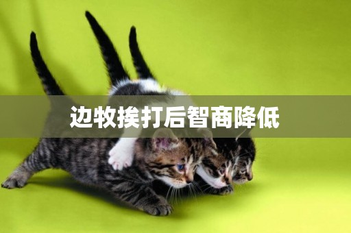邊牧挨打后智商降低