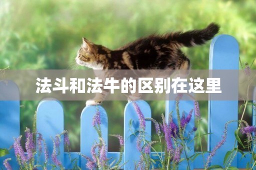 法斗和法牛的區別在這里
