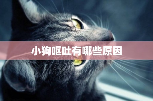 小狗嘔吐有哪些原因
