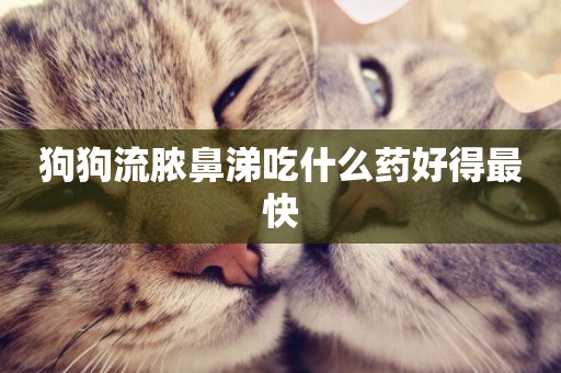 狗狗流膿鼻涕吃什么藥好得最快
