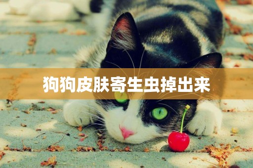 狗狗皮膚寄生蟲掉出來