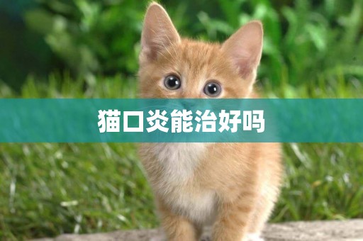 貓口炎能治好嗎