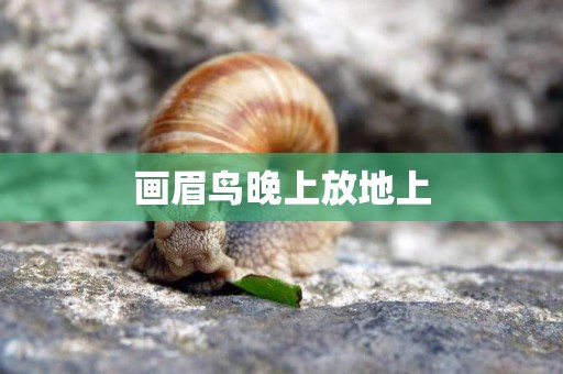 畫眉鳥晚上放地上