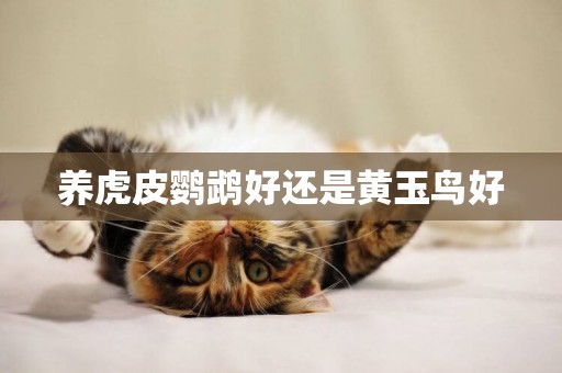 養虎皮鸚鵡好還是黃玉鳥好