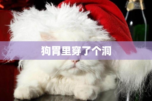 狗胃里穿了個洞