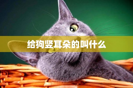 給狗豎耳朵的叫什么