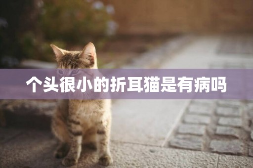 個頭很小的折耳貓是有病嗎