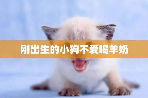 剛出生的小狗不愛喝羊奶