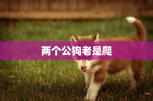兩個公狗老是爬