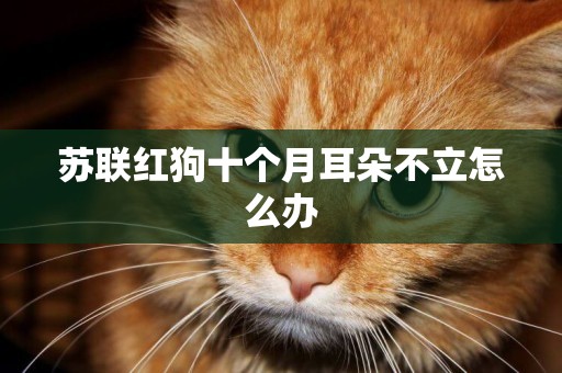 蘇聯紅狗十個月耳朵不立怎么辦