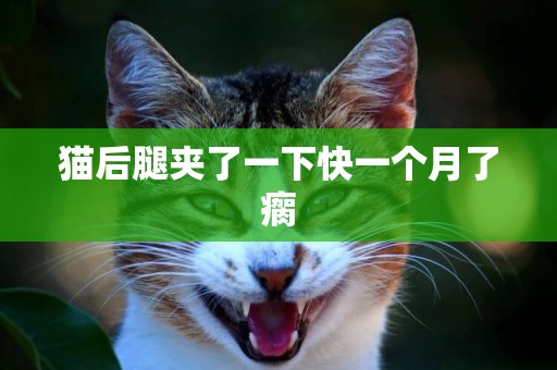貓后腿夾了一下快一個月了瘸