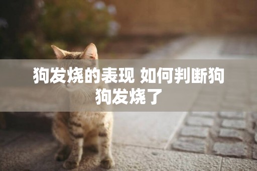 狗發燒的表現 如何判斷狗狗發燒了