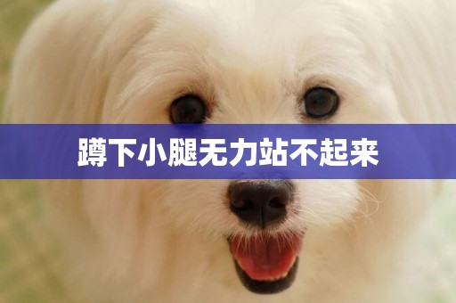 蹲下小腿無力站不起來
