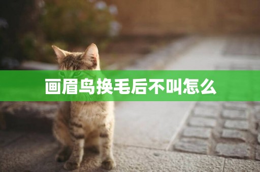 畫眉鳥換毛后不叫怎么