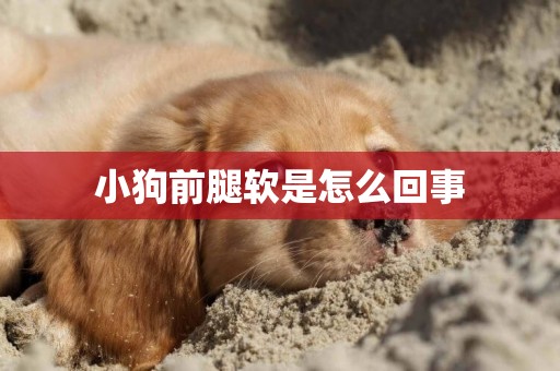小狗前腿軟是怎么回事