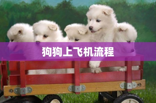狗狗上飛機流程