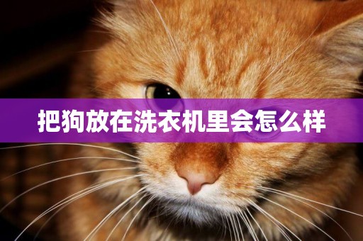 把狗放在洗衣機里會怎么樣