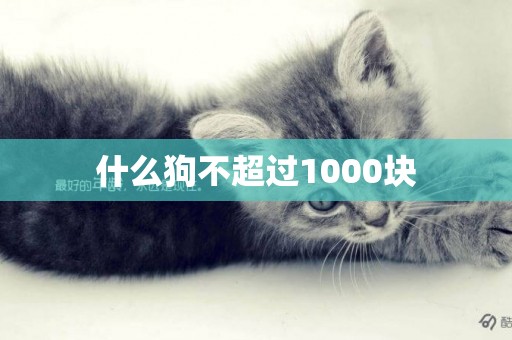 什么狗不超過1000塊