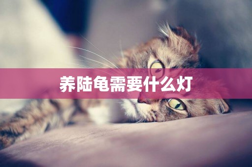 養陸龜需要什么燈