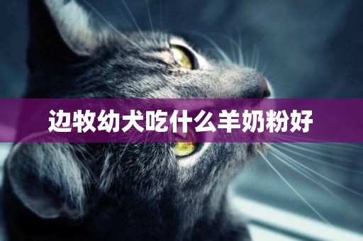 邊牧幼犬吃什么羊奶粉好