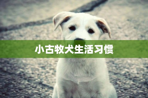 小古牧犬生活習慣