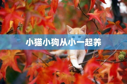 小貓小狗從小一起養