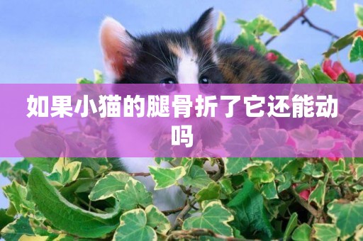 如果小貓的腿骨折了它還能動嗎