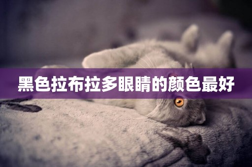 黑色拉布拉多眼睛的顏色最好