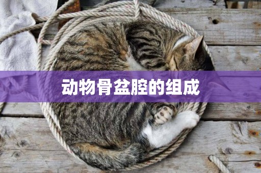 動物骨盆腔的組成