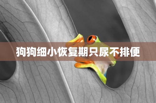 狗狗細小恢復期只尿不排便