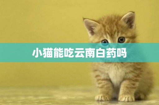 小貓能吃云南白藥嗎