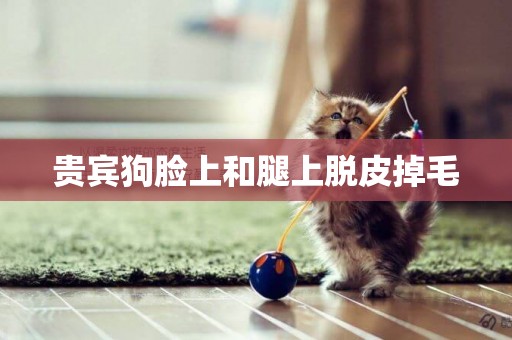 貴賓狗臉上和腿上脫皮掉毛