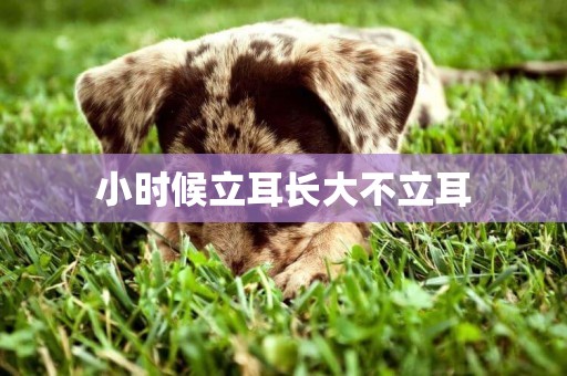小時候立耳長大不立耳