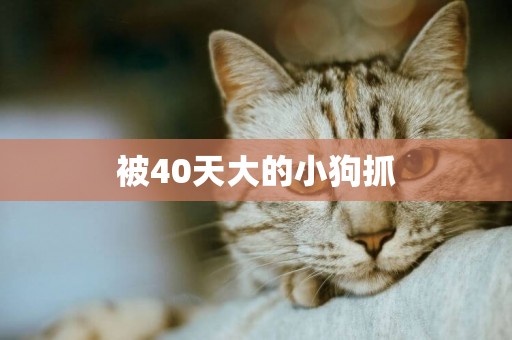被40天大的小狗抓