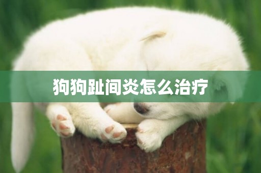 狗狗趾間炎怎么治療